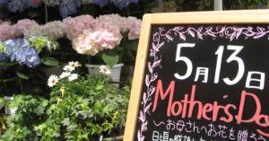 アジサイ☆｜「オランダヤ」　（長崎県長崎市の花キューピット加盟店 花屋）のブログ
