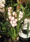 雨です・・・。｜「オランダヤ」　（長崎県長崎市の花キューピット加盟店 花屋）のブログ