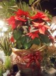 クリスマスまであと２週間です♪｜「オランダヤ」　（長崎県長崎市の花キューピット加盟店 花屋）のブログ