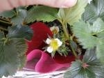 いちごの花が少しづつ、、、☆｜「オランダヤ」　（長崎県長崎市の花キューピット加盟店 花屋）のブログ