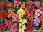 雨の１日です。｜「オランダヤ」　（長崎県長崎市の花キューピット加盟店 花屋）のブログ