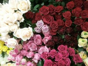 お花の入荷日です☆｜「オランダヤ」　（長崎県長崎市の花キューピット加盟店 花屋）のブログ