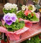 春色の～～☆｜「オランダヤ」　（長崎県長崎市の花キューピット加盟店 花屋）のブログ