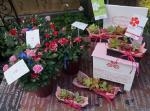３ ❤ 14｜「オランダヤ」　（長崎県長崎市の花キューピット加盟店 花屋）のブログ