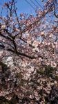 ４月となりました。。。｜「オランダヤ」　（長崎県長崎市の花キューピット加盟店 花屋）のブログ