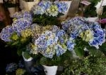 ５月－－－!!｜「オランダヤ」　（長崎県長崎市の花キューピット加盟店 花屋）のブログ