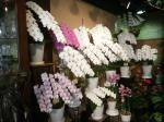鉢物入荷しました♪｜「オランダヤ」　（長崎県長崎市の花キューピット加盟店 花屋）のブログ