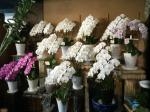 鉢物各種｜「オランダヤ」　（長崎県長崎市の花キューピット加盟店 花屋）のブログ