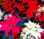 この花見ると・・・｜「オランダヤ」　（長崎県長崎市の花キューピット加盟店 花屋）のブログ