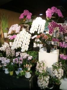 模様替え｜「オランダヤ」　（長崎県長崎市の花キューピット加盟店 花屋）のブログ