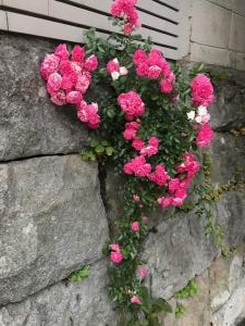 びっくり❕｜「オランダヤ」　（長崎県長崎市の花キューピット加盟店 花屋）のブログ