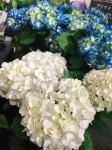 オススメのお花｜「オランダヤ」　（長崎県長崎市の花キューピット加盟店 花屋）のブログ
