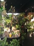 観葉植物｜「オランダヤ」　（長崎県長崎市の花キューピット加盟店 花屋）のブログ