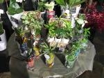 ミニ観葉植物｜「オランダヤ」　（長崎県長崎市の花キューピット加盟店 花屋）のブログ