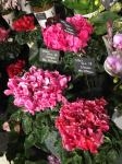 シクラメン｜「オランダヤ」　（長崎県長崎市の花キューピット加盟店 花屋）のブログ