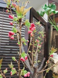 陽光桜｜「オランダヤ」　（長崎県長崎市の花キューピット加盟店 花屋）のブログ