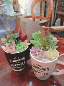 コーヒーカップの多肉植物 花屋ブログ 長崎県長崎市の花屋 オランダヤにフラワーギフトはお任せください 当店は 安心と信頼の花キューピット加盟店です 花キューピットタウン